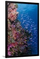 Fiji. Reef with coral and Anthias.-Jaynes Gallery-Framed Premium Photographic Print