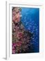 Fiji. Reef with coral and Anthias.-Jaynes Gallery-Framed Photographic Print