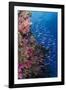 Fiji. Reef with coral and Anthias.-Jaynes Gallery-Framed Photographic Print