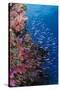 Fiji. Reef with coral and Anthias.-Jaynes Gallery-Stretched Canvas