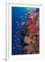 Fiji. Reef with coral and Anthias.-Jaynes Gallery-Framed Premium Photographic Print