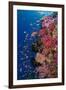 Fiji. Reef with coral and Anthias.-Jaynes Gallery-Framed Premium Photographic Print