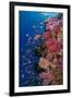 Fiji. Reef with coral and Anthias.-Jaynes Gallery-Framed Premium Photographic Print