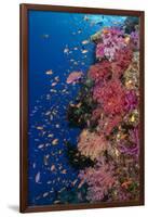 Fiji. Reef with coral and Anthias.-Jaynes Gallery-Framed Photographic Print