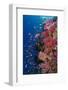 Fiji. Reef with coral and Anthias.-Jaynes Gallery-Framed Photographic Print