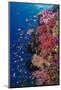 Fiji. Reef with coral and Anthias.-Jaynes Gallery-Mounted Photographic Print