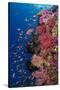 Fiji. Reef with coral and Anthias.-Jaynes Gallery-Stretched Canvas