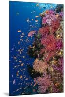 Fiji. Reef with coral and Anthias.-Jaynes Gallery-Mounted Premium Photographic Print
