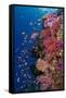Fiji. Reef with coral and Anthias.-Jaynes Gallery-Framed Stretched Canvas