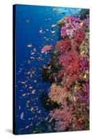 Fiji. Reef with coral and Anthias.-Jaynes Gallery-Stretched Canvas