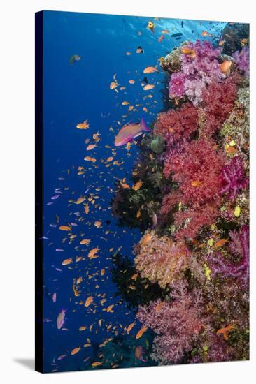 Fiji. Reef with coral and Anthias.-Jaynes Gallery-Stretched Canvas