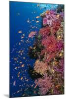 Fiji. Reef with coral and Anthias.-Jaynes Gallery-Mounted Photographic Print