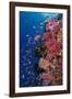 Fiji. Reef with coral and Anthias.-Jaynes Gallery-Framed Photographic Print