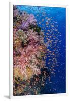 Fiji. Reef with coral and Anthias.-Jaynes Gallery-Framed Premium Photographic Print