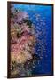 Fiji. Reef with coral and Anthias.-Jaynes Gallery-Framed Premium Photographic Print