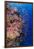 Fiji. Reef with coral and Anthias.-Jaynes Gallery-Framed Premium Photographic Print