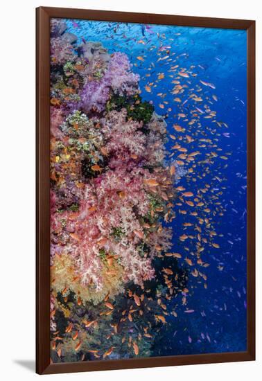 Fiji. Reef with coral and Anthias.-Jaynes Gallery-Framed Premium Photographic Print