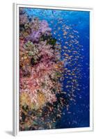 Fiji. Reef with coral and Anthias.-Jaynes Gallery-Framed Premium Photographic Print