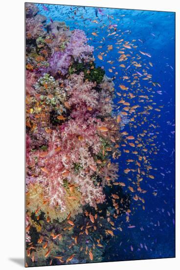 Fiji. Reef with coral and Anthias.-Jaynes Gallery-Mounted Premium Photographic Print