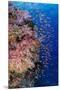 Fiji. Reef with coral and Anthias.-Jaynes Gallery-Mounted Premium Photographic Print