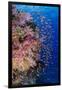 Fiji. Reef with coral and Anthias.-Jaynes Gallery-Framed Premium Photographic Print