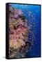 Fiji. Reef with coral and Anthias.-Jaynes Gallery-Framed Stretched Canvas