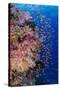 Fiji. Reef with coral and Anthias.-Jaynes Gallery-Stretched Canvas