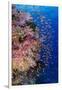 Fiji. Reef with coral and Anthias.-Jaynes Gallery-Framed Photographic Print