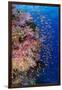 Fiji. Reef with coral and Anthias.-Jaynes Gallery-Framed Photographic Print