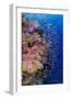 Fiji. Reef with coral and Anthias.-Jaynes Gallery-Framed Photographic Print