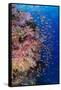 Fiji. Reef with coral and Anthias.-Jaynes Gallery-Framed Stretched Canvas