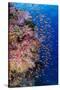 Fiji. Reef with coral and Anthias.-Jaynes Gallery-Stretched Canvas