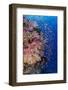 Fiji. Reef with coral and Anthias.-Jaynes Gallery-Framed Photographic Print