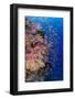 Fiji. Reef with coral and Anthias.-Jaynes Gallery-Framed Photographic Print