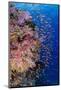 Fiji. Reef with coral and Anthias.-Jaynes Gallery-Mounted Photographic Print