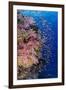 Fiji. Reef with coral and Anthias.-Jaynes Gallery-Framed Photographic Print