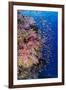 Fiji. Reef with coral and Anthias.-Jaynes Gallery-Framed Photographic Print