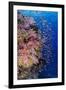 Fiji. Reef with coral and Anthias.-Jaynes Gallery-Framed Photographic Print