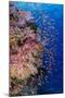 Fiji. Reef with coral and Anthias.-Jaynes Gallery-Mounted Photographic Print