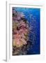 Fiji. Reef with coral and Anthias.-Jaynes Gallery-Framed Photographic Print