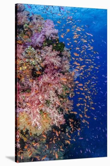 Fiji. Reef with coral and Anthias.-Jaynes Gallery-Stretched Canvas