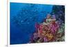 Fiji. Reef with coral and black snapper fish.-Jaynes Gallery-Framed Photographic Print