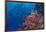 Fiji. Reef with coral and black snapper fish.-Jaynes Gallery-Framed Photographic Print