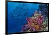 Fiji. Reef with coral and black snapper fish.-Jaynes Gallery-Framed Photographic Print