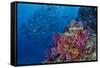 Fiji. Reef with coral and black snapper fish.-Jaynes Gallery-Framed Stretched Canvas