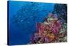 Fiji. Reef with coral and black snapper fish.-Jaynes Gallery-Stretched Canvas