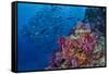 Fiji. Reef with coral and black snapper fish.-Jaynes Gallery-Framed Stretched Canvas