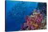 Fiji. Reef with coral and black snapper fish.-Jaynes Gallery-Stretched Canvas