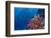 Fiji. Reef with coral and black snapper fish.-Jaynes Gallery-Framed Photographic Print