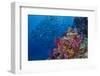 Fiji. Reef with coral and black snapper fish.-Jaynes Gallery-Framed Photographic Print